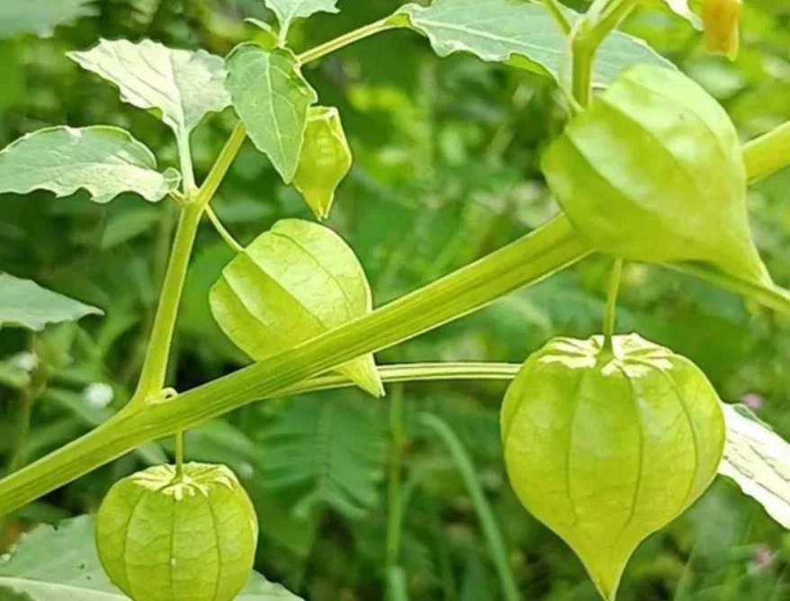 燈籠果修剪方法 燈籠果修剪方法