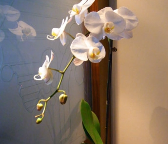 蘭花謝了處理 蘭花謝了處理