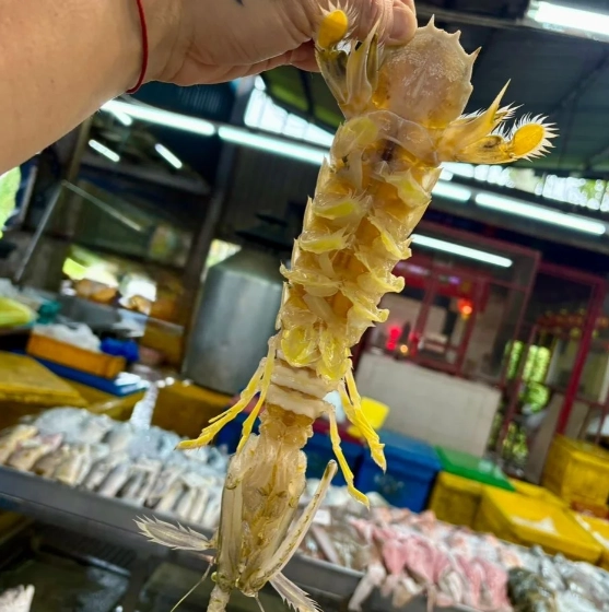 螳螂蝦料理 螳螂蝦料理