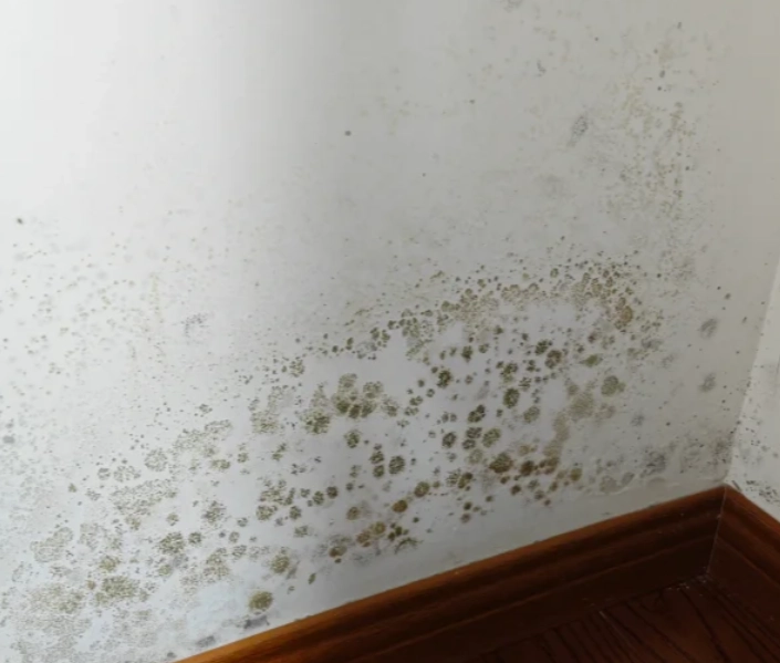 牆壁發霉清除 牆壁發霉清除