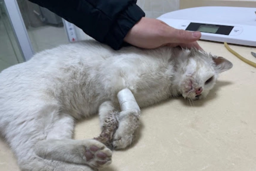 貓樟腦油中毒症狀 貓樟腦油中毒症狀