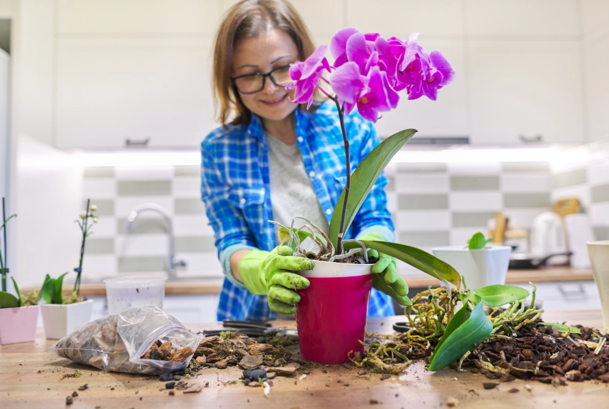 蘭花養護工具 蘭花養護工具