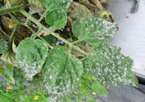 有機番茄病蟲害 有機番茄病蟲害