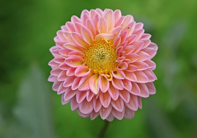 世界國花列表 世界國花列表