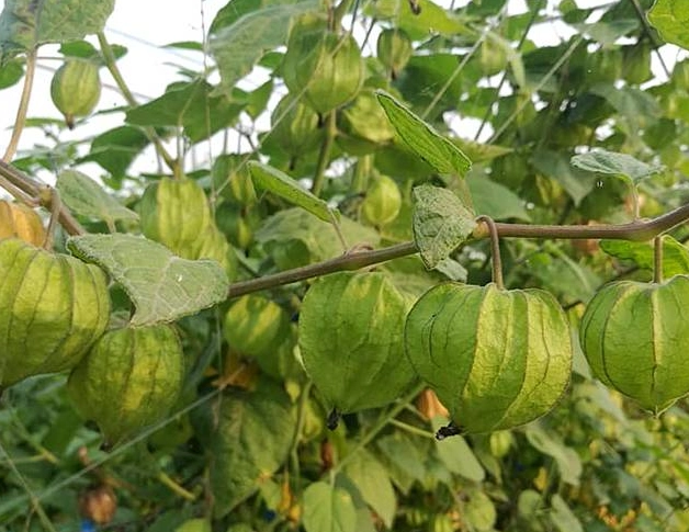 燈籠果日照需求