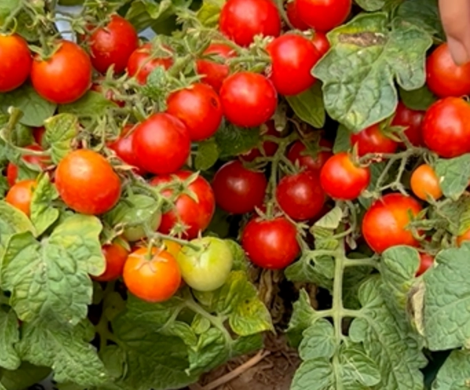 番茄保存方法 番茄保存方法
