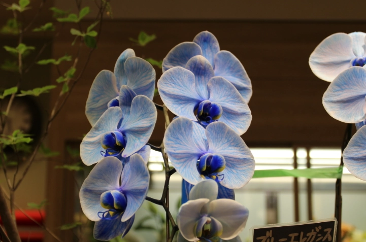 蘭花色寓意 蘭花色寓意