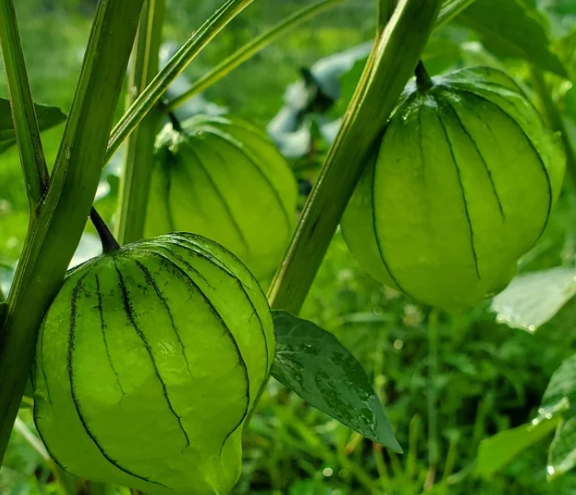 酸漿果病虫害防治