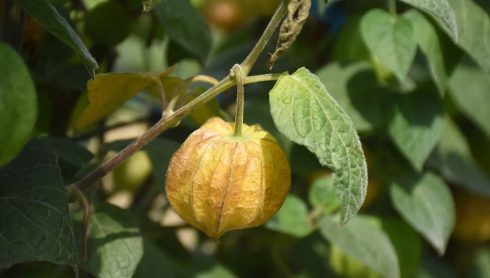 延長燈籠果壽命 延長燈籠果壽命