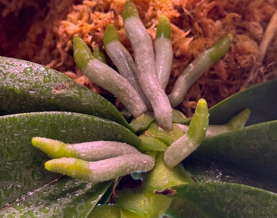 如何讓蘭花長根