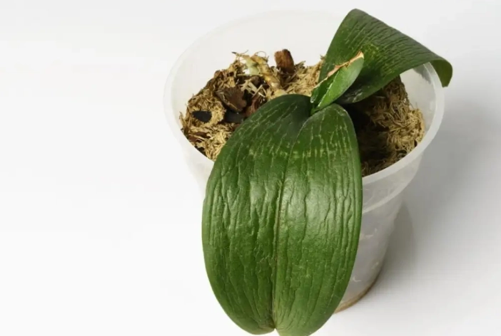 蘭花養護技巧 蘭花養護技巧