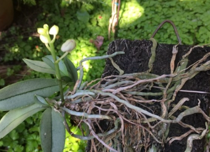 氣根修剪技巧 氣根修剪技巧