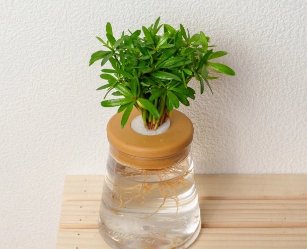 水耕羅漢松優點 水耕羅漢松優點