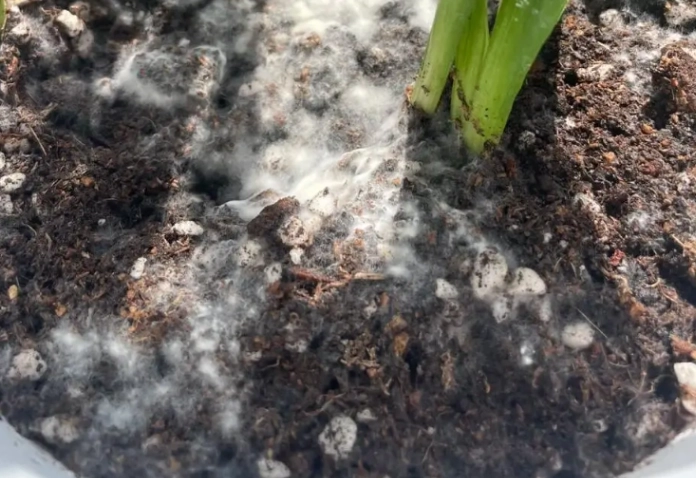 培養土發霉原因