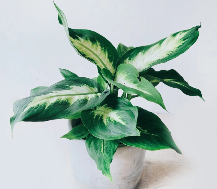 黛粉葉土壤問題