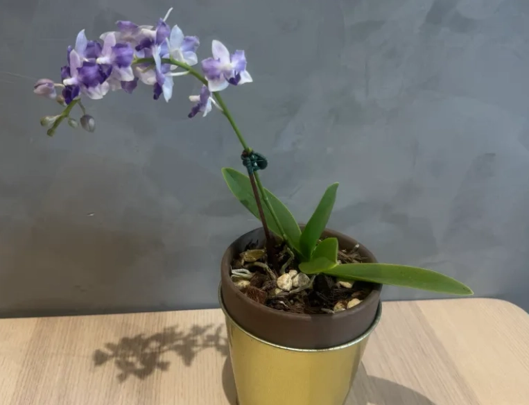 蘭花凋謝後照顧