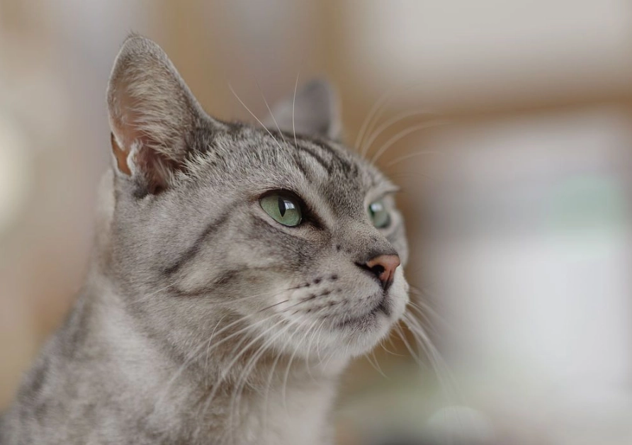 貓咪樟腦中毒預防