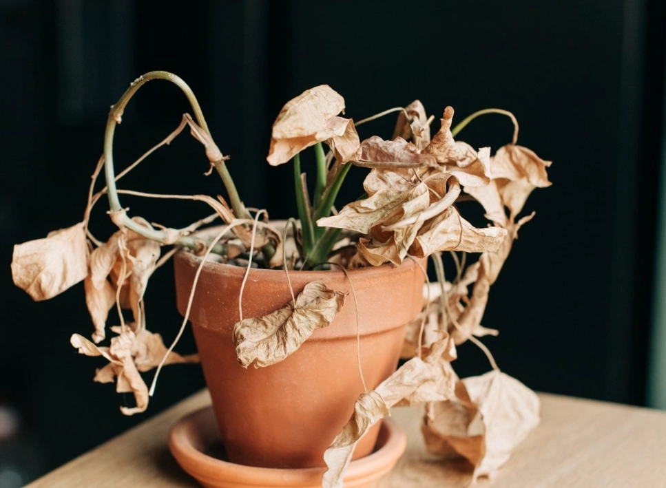 植物枯萎解決方法