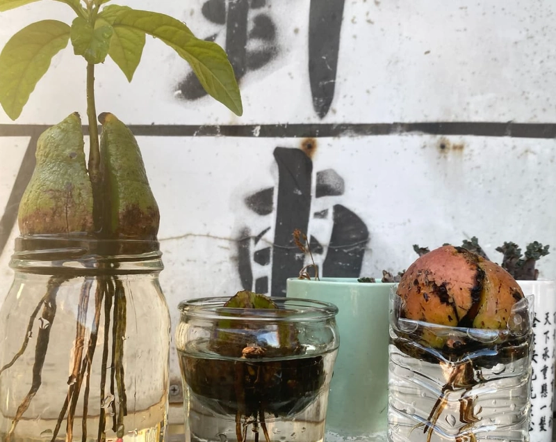 水耕轉土耕方法 水耕轉土耕方法