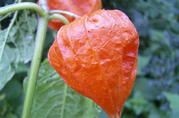 酸漿果種植方法