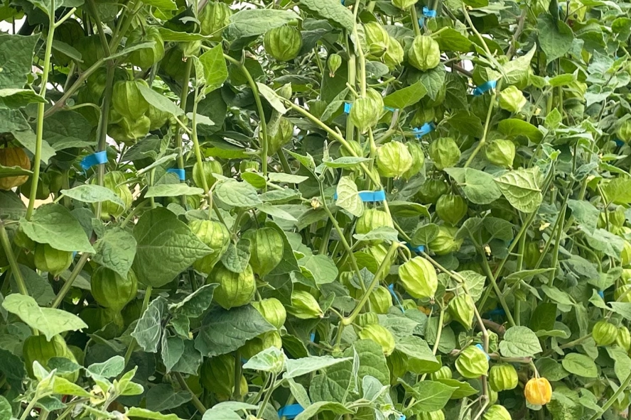 燈籠果修剪時機 燈籠果修剪時機