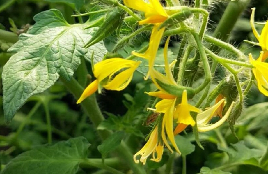 番茄人工授粉技巧