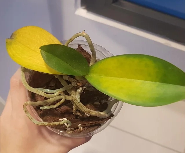 蘭花養護技巧 蘭花養護技巧