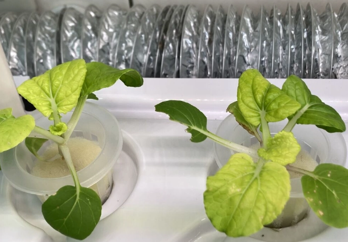 家庭水耕種植 家庭水耕種植