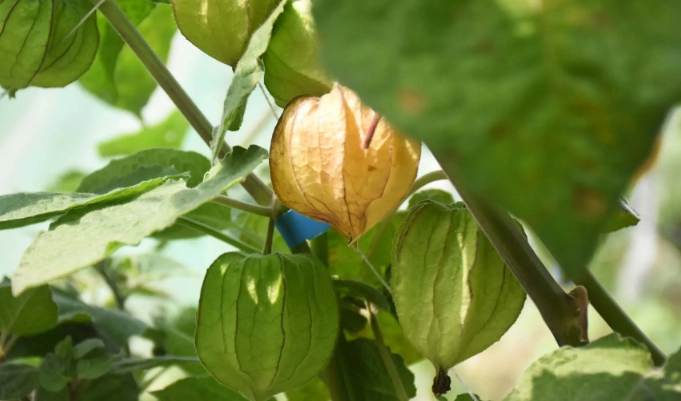 燈籠果採收時機