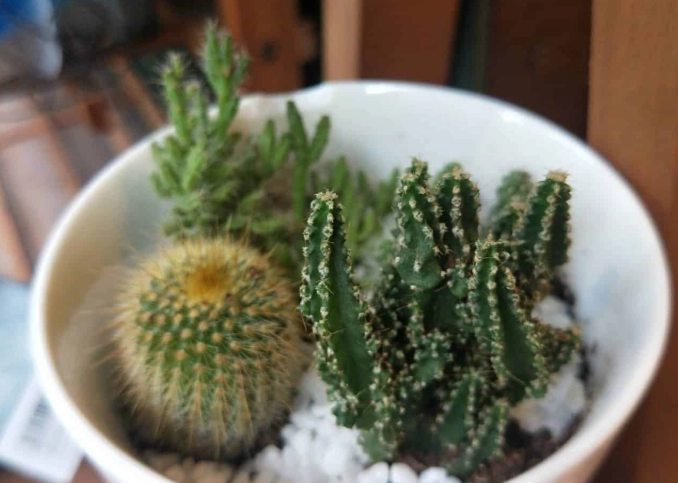 室內仙人掌優點 室內仙人掌優點