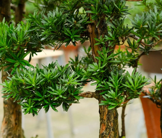 羅漢松種植季節 羅漢松種植季節