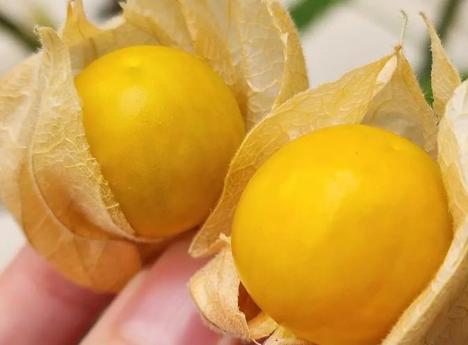 燈籠果怎麼採收