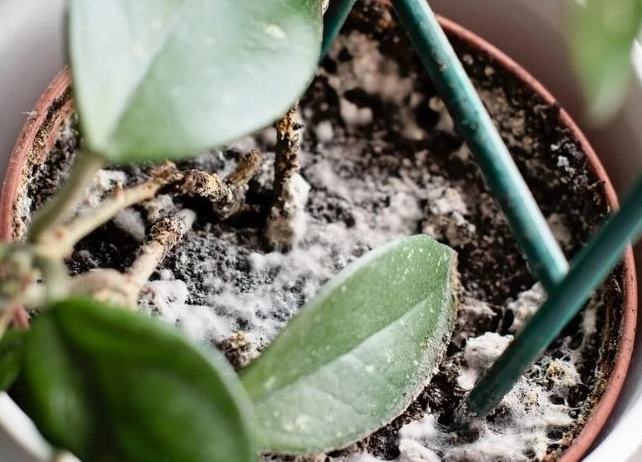 酒精除霉方法 酒精除霉方法