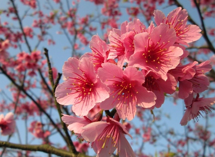 國花象徵意義 國花象徵意義