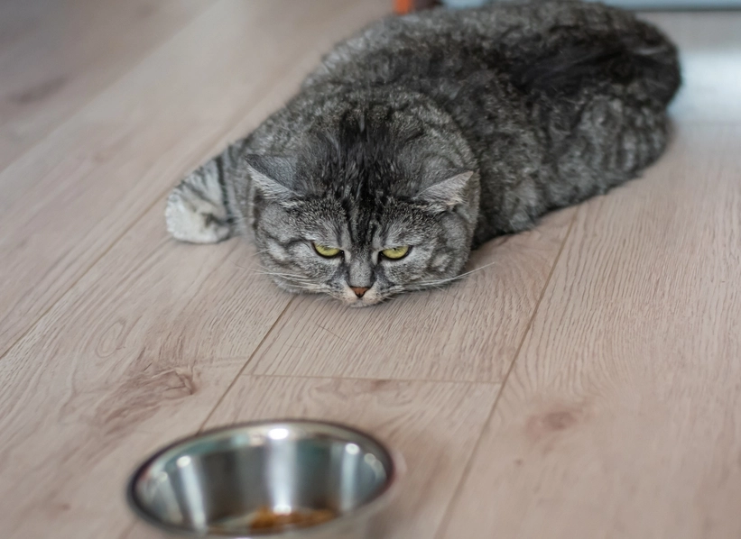 貓只喝水不吃飯 貓只喝水不吃飯