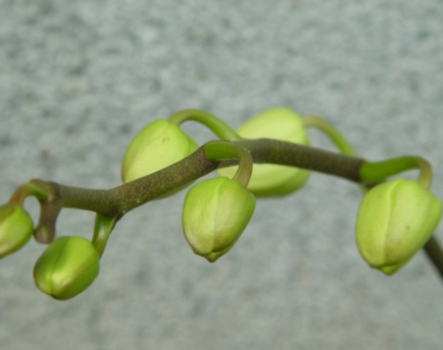 蘭花花苞不開原因