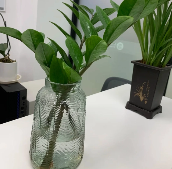 金錢樹水耕優缺點