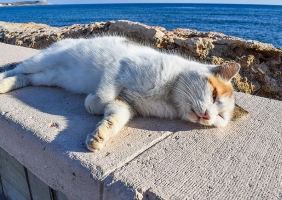 貓咪夏季食慾不振 貓咪夏季食慾不振