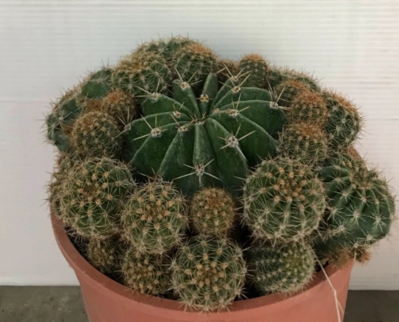 側芽繁殖技巧 側芽繁殖技巧