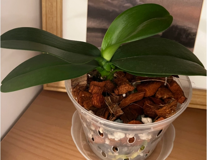 蝴蝶蘭澆水方法 蝴蝶蘭澆水方法