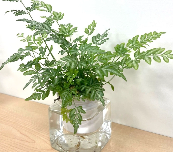 狼尾蕨養護技巧