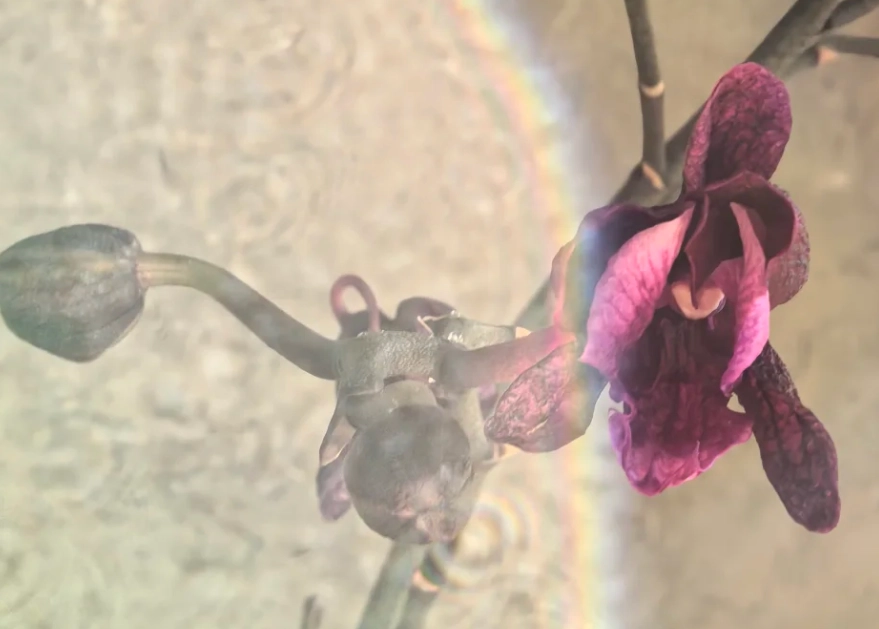 預防蝴蝶蘭消苞