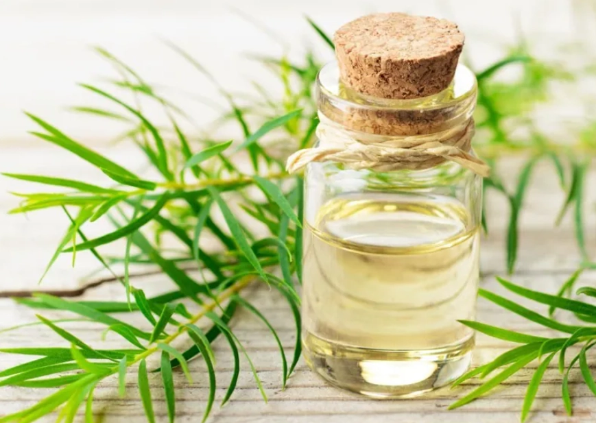 貓咪 精油 中毒 貓咪 精油 中毒