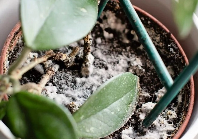 植物根部發霉 植物根部發霉