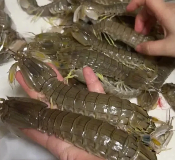 螳螂蝦營養價值 螳螂蝦營養價值