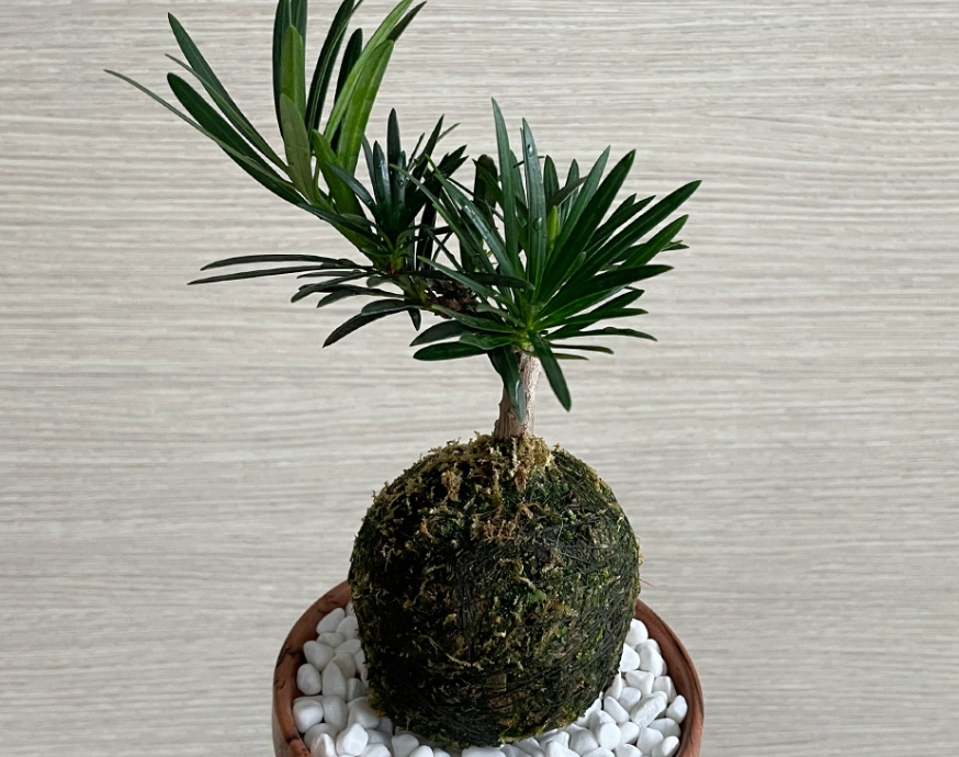 羅漢松種植季節 羅漢松種植季節