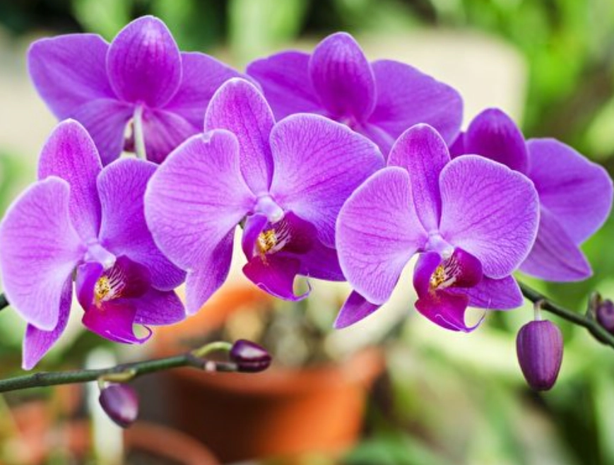 蘭花送禮顏色 蘭花送禮顏色