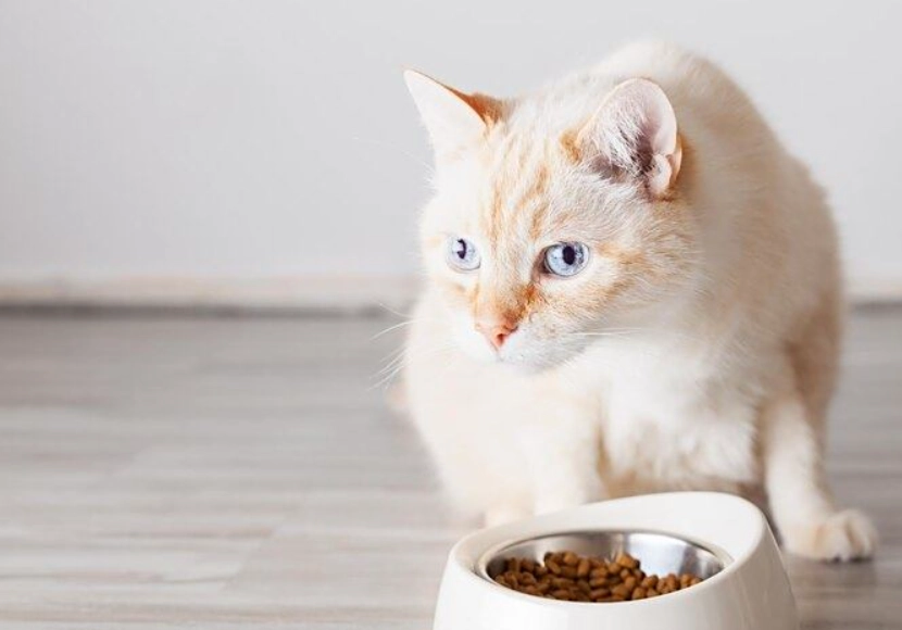 貓食慾不振只喝水 貓食慾不振只喝水