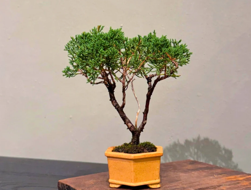 台灣盆栽樹種 台灣盆栽樹種