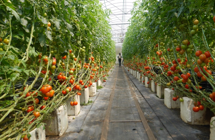 番茄植株過高 番茄植株過高